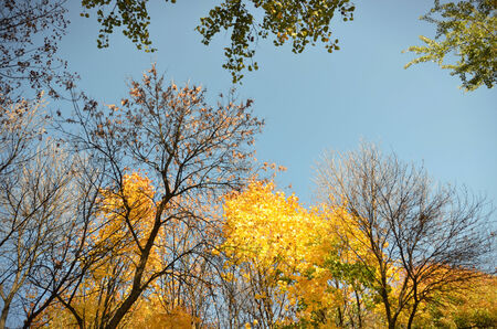 Beautiful autumn trees against the blue skyの写真素材