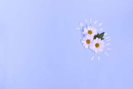 small bouquet of daisies on a pastel purple backgroundの写真素材