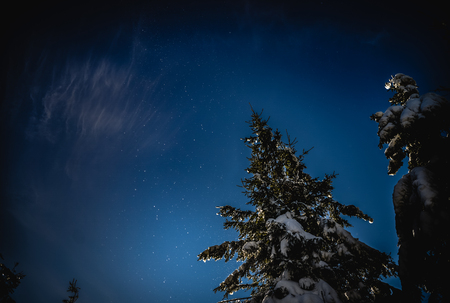 space in the forest. snow like starsの写真素材