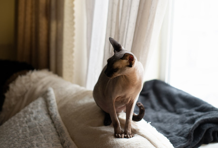 Sphynx cat sits on the bed with his eyes closed. Cat of breed the canadian Sphynx sitting and...