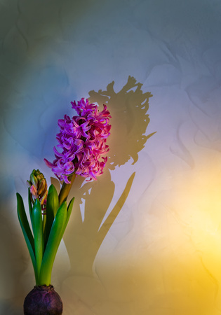 Hyacinth flower. Gift for March 8. Spring holiday and womens day.