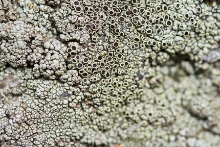 Moss and lichen grow on a stone. Macro. background of Lichen Moss stone. No focus.