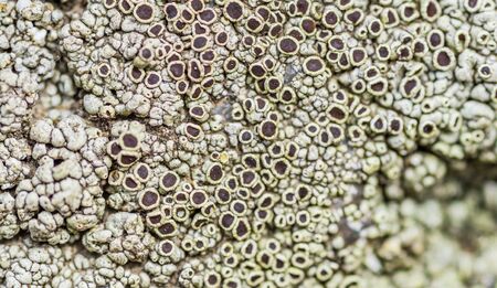 Moss and lichen grow on a stone. Macro. background of Lichen Moss stone. Part of the space in defocus, copy space. Ancient terrestrial subspecies of algae.の写真素材