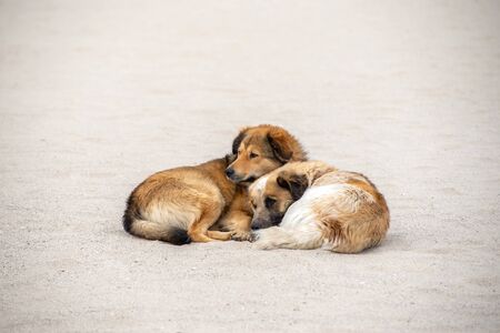 Two red stray dogs lie on the sand and bask in each other. Love pets. The problem of homeless animals.の写真素材