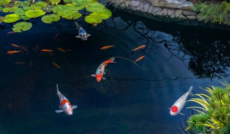 Famous Colorful asian fish Koi carp, colored varieties of Amur carp float in an artificial pond, water garden. , view from aboveの写真素材