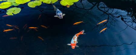 Famous Colorful asian fish Koi carp, colored varieties of Amur carp float in an artificial pond,...