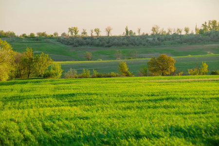 Warm golden sunlight illuminates the green field of wheat. Morning freshness concept. Natural background.の写真素材