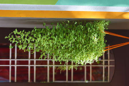 Hanging gardenの写真素材