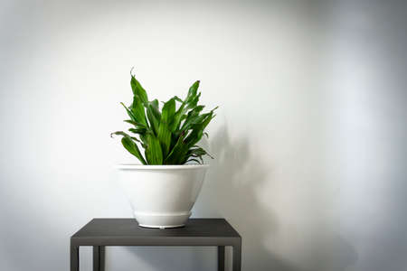 Studio shot of an indoor corn plant on a stand against white wall background for textの写真素材