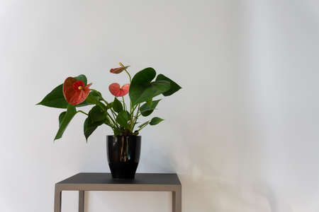 Studio shot of an Anthurium plant on a stand against white wall background for text. The red, heart-shaped flowersの写真素材