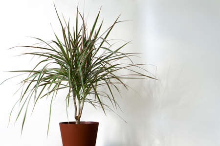 clean interior with stand and Braided Madagascar dragon tree on empty white wall background for textの写真素材