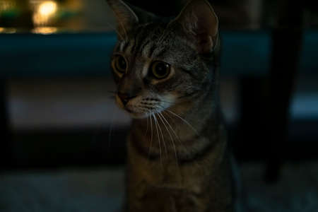 Cat looking ahead with big surprised eyesの写真素材