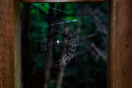 Close up of spiderweb with spider in the center on a blurry forest backgroundの写真素材
