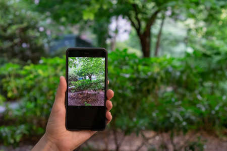 Mobile sharp photo with blurry background. Taking photo with cellphoneの写真素材