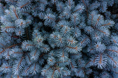 Close-up of a tree branches. Macro photo of a blue spruceの写真素材