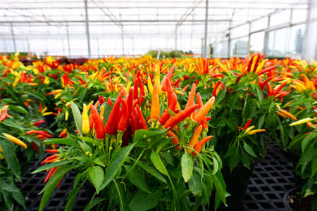 Rows of peppers in plant pots in a greenhouse or a plant nurseryの写真素材