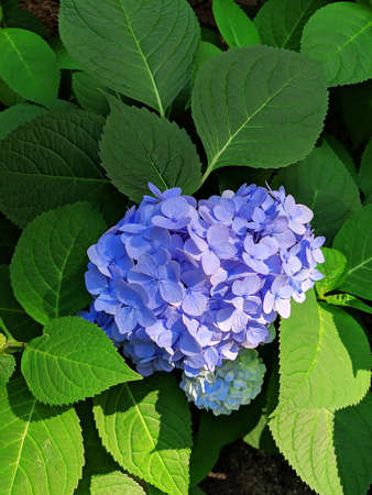 Close-up of blue hydrangea flower surrounded by green leaves. Flower in bloomの写真素材