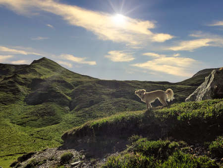 Cute white dog on a hill in the Alps. Sunny day and clear sky.の写真素材