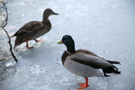 Ducks walking on a frozen lake in winter season. Wild ducks on iceの写真素材