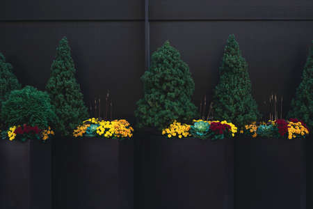 Big planters with various plants set against an outdoor wallの写真素材