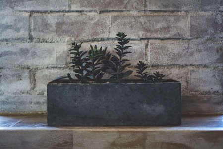 Close up of succulent plant in the stone rectangular pot on a shelf against a brick wallの写真素材