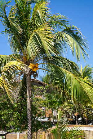 Palm trees with ripe yellow coconuts on the sky background. Healthy fruits on the trees in a villageの写真素材
