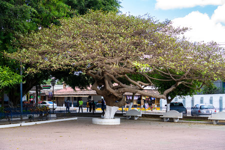 Ruta de las Flores, El Salvador - January 29, 2022: Vie of a city park with one big tree in the...