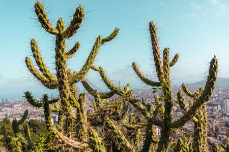 Close up of a big cacti with many sharp thorns and Barcelona city in the background. City skyline with plant at frontの写真素材