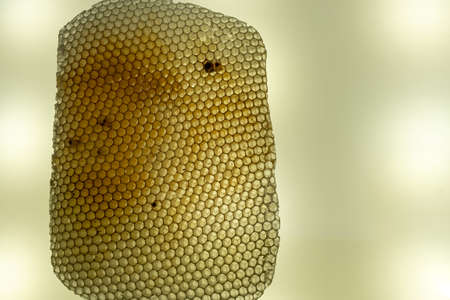 Close-up of yellow honeycomb slice. Geometric structure of work of bees. Hexagonの写真素材