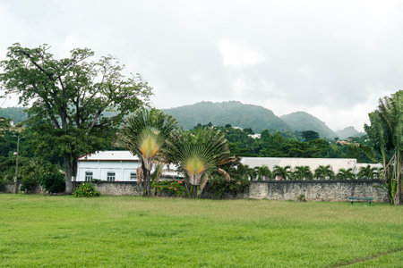 Botanical Garden in Roseau, Dominica with tropical traveler's palm and mountains in the backgroundの写真素材