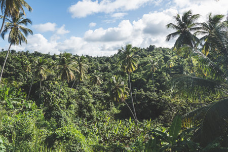 Rainforest with dense trees on a cloudy day on Caribbean Island of Dominicaの写真素材