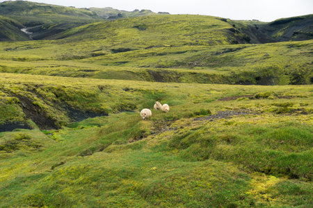 Beautiful landscape with sheep on land covered in green grass in Iceland on a cloudy dayの写真素材