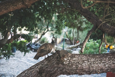 Gray peacock or peahen standing on a branch of tree with blurry backyard backgroundの写真素材