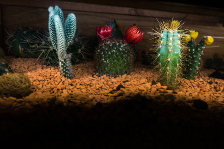 Different types of succulents on rocky ground with blooming flowersの写真素材