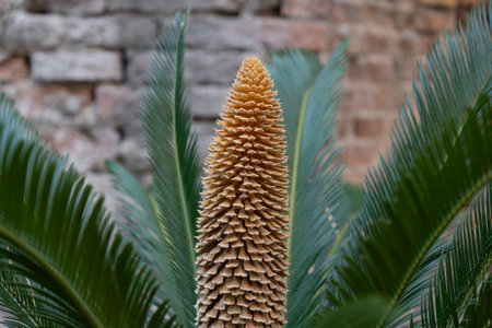 Cycas revoluta or sago palm, and ancient plant growing outdoors with ornamental looking long yellow male reproductive coneの写真素材