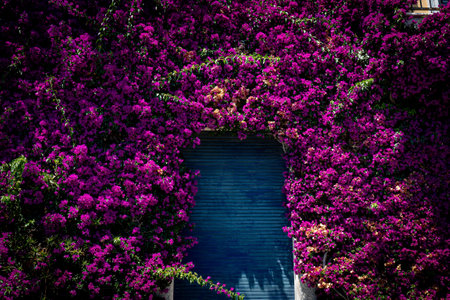 Bougainvillea purple plants with blooming flowers covering wall of a buildingの写真素材