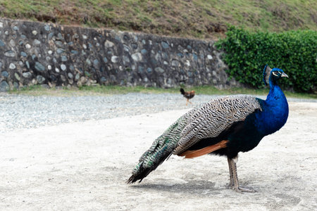 Peacock or blue peafowl, also known as Pavo cristatus, a male elegant and colorful big birdの写真素材