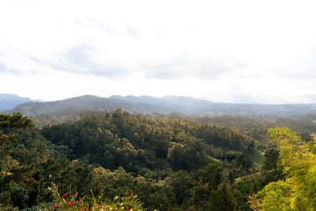 View of forested mountain landscape. Mountains covered with treesの写真素材