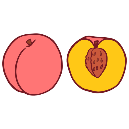 Cartoon style, flat isolated peach. Hand drawn doodle vector illustration.のイラスト素材