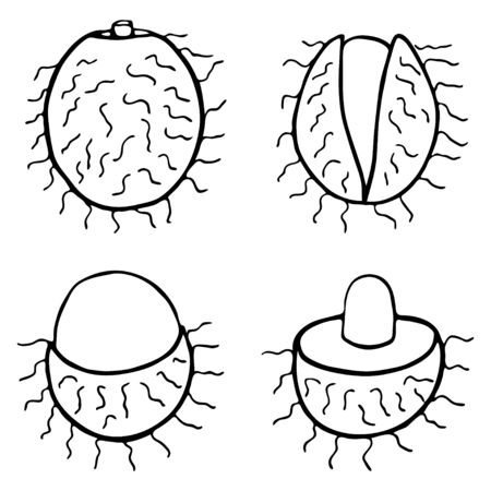 Outline fruit rambutanVegan, vegetarian diet. Raw food ingredient. Vegetarian nutrition. Sweet fruit. Isolated vector illustartion.のイラスト素材