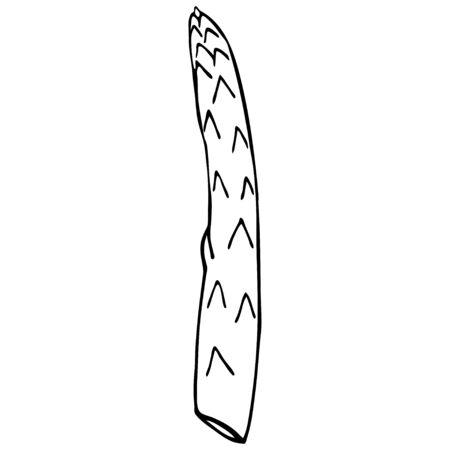 Outline vegetable asparagus. Healthy vegetarian food. Vegan icon, vector illustration. Food hand drawn sketch.のイラスト素材