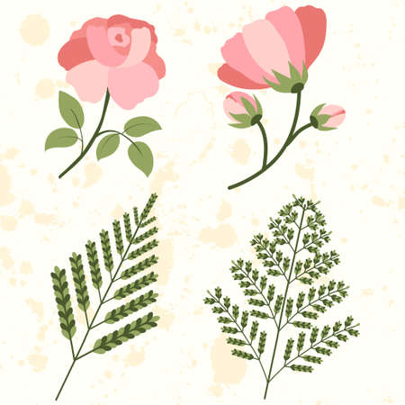 Set of two pink roses flower and fern. Wedding floral decoration. Isolated vector element.のイラスト素材