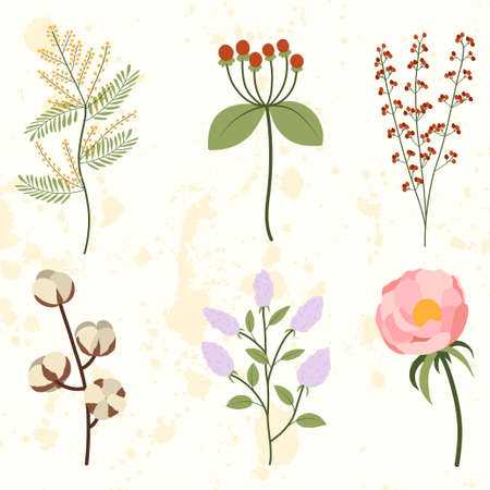 Set with peony, mimosa, cotton, lilac branch, red berry bunch. Isolated vector illustration.のイラスト素材