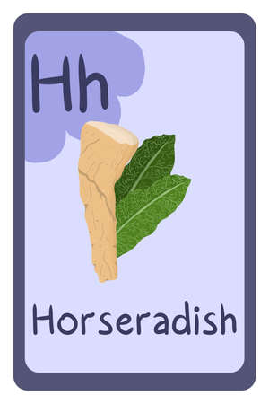 Abc food education flash card, Letter H - horseradish. Cartoon design template with colorful alphabet education card.のイラスト素材
