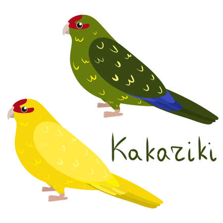 Parrot kakariki in cartoon style on white background. Vector hand drawn illustration. New Zealand parakeetsのイラスト素材
