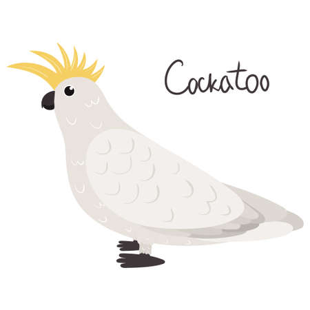 Cockatoo parrot in cartoon style on white background. Vector hand drawn illustration. Cacatuidae parakeet.のイラスト素材