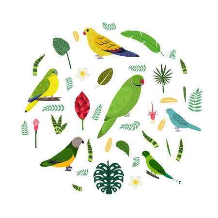 Design template with parrots in circle for kid print. Round composition of tropical birds Neophema, senegal, rose ringed, racket tail. Vector set of jungle life in cartoon style.のイラスト素材