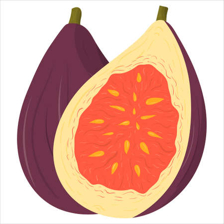 Cartoon illustration with colorful fig fruit. Farm market product. Vector hand drawn graphic. Single isolated art.のイラスト素材