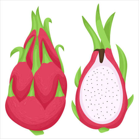 Cartoon illustration with colorful dragon fruit. Farm market product. Vector hand drawn graphic. Single isolated art.のイラスト素材