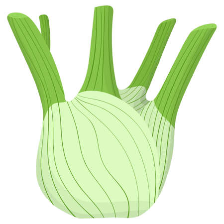 Cartoon illustration with colorful fennel. Farm market product. Vector hand drawn graphic. Single isolated art.のイラスト素材